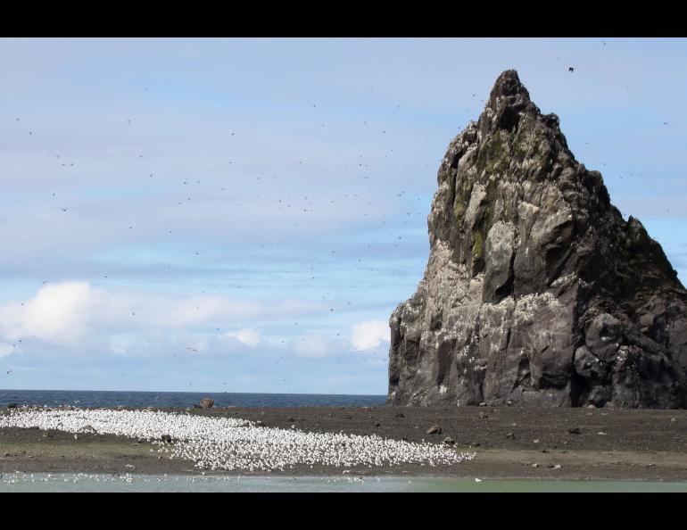 A flock of gulls or kittiwakes on Bogoslof Island during a visit by scientists in August, 2018. Photo by Gabrielle Tepp, Alaska Volcano Observatory/U.S. Geological Survey. 