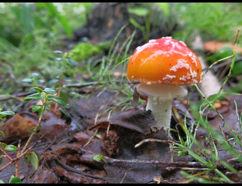 It’s mushroom time in middle Alaska.