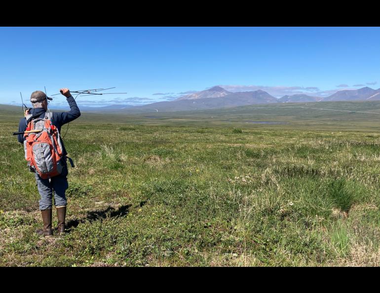 Bird researcher Jesse Conklin uses a radio antenna to relocate young bar-tailed godwits outside Nome on July 15, 2022. One of the birds Conklin and Dan Ruthrauff fitted with a satellite transmitter that day later flew from Alaska to Tasmania in a nonstop 11-day trip. Photo by Dan Ruthrauff. 