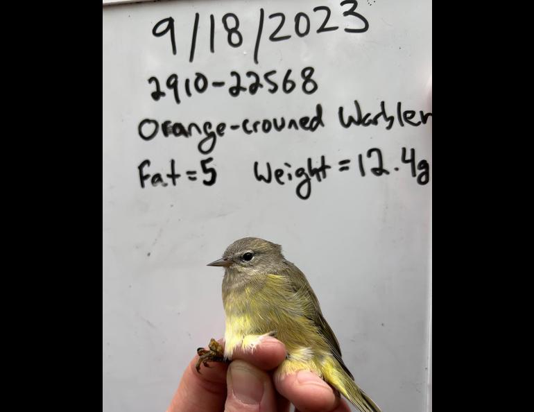 An orange-crowned warbler at the Creamer’s Field Migration Station rests in the hand of a biologist at the who estimated the bird had a fat value of 5 on a scale of zero to 7. Photo courtesy of Alaska Songbird Institute.