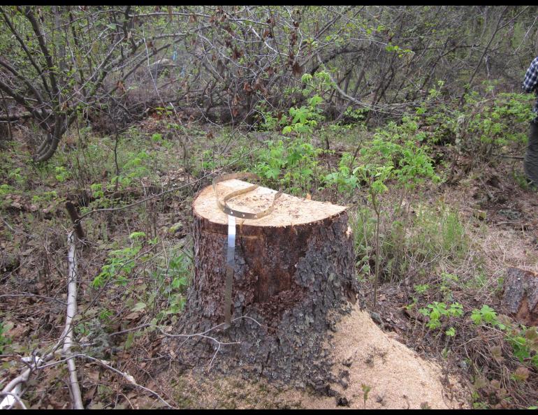A tree stump.