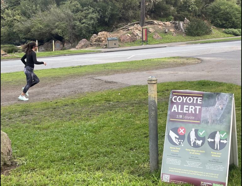 Workers in San Francisco’s Golden Gate Park installed a sign to alert people to the presence of coyotes, prevalent there for the last 20 years. Photo by Ned Rozell.