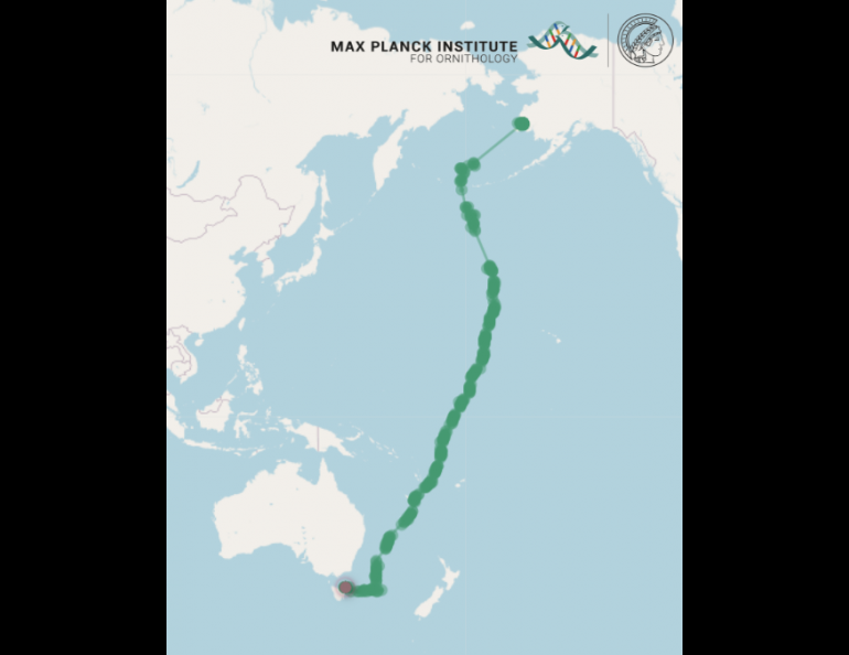  The track shows a juvenile bar-tailed godwit’s route as it took off from Southwest Alaska on Oct. 13, 2022, and arrived 11 days later in Tasmania. Map courtesy of Jesse Conklin.