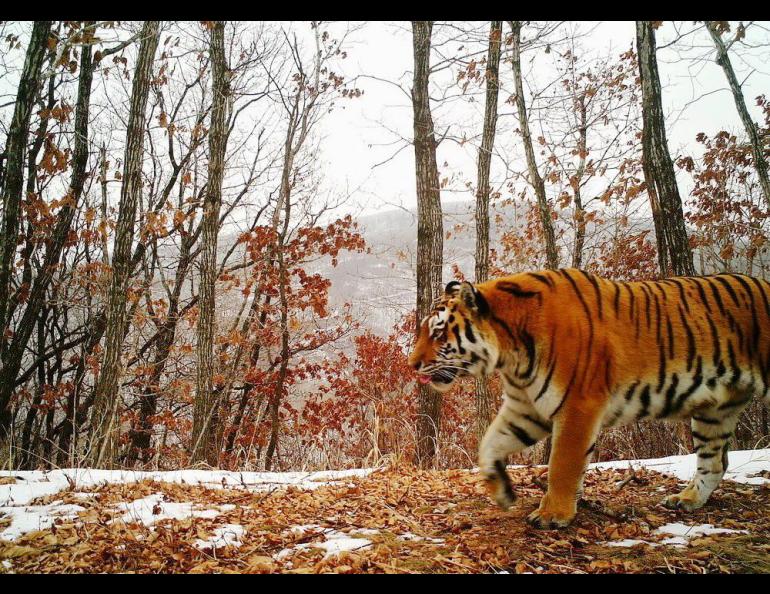 A Siberian tiger walks in the wilds of Siberia. Remote camera photo courtesy of the Ministry of the Russian Federation for the Development of the Far East and Arctic.