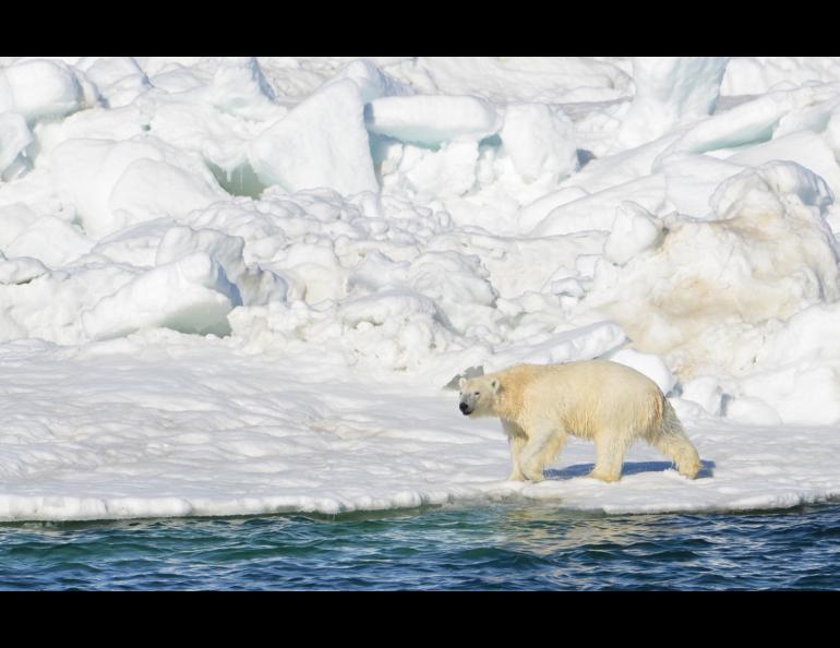 A polar bear photographed north of Alaska in 2014. Photo by Brian Battaile, US Geological Survey.