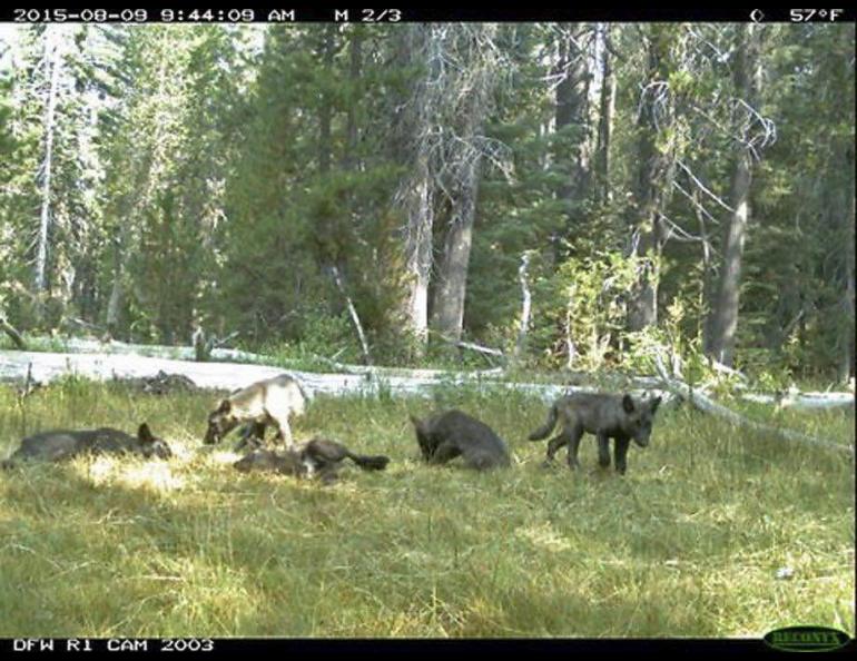 A trail camera image showing the seven wolves known to be in California. Courtesy California Department of Fish and Wildlife.