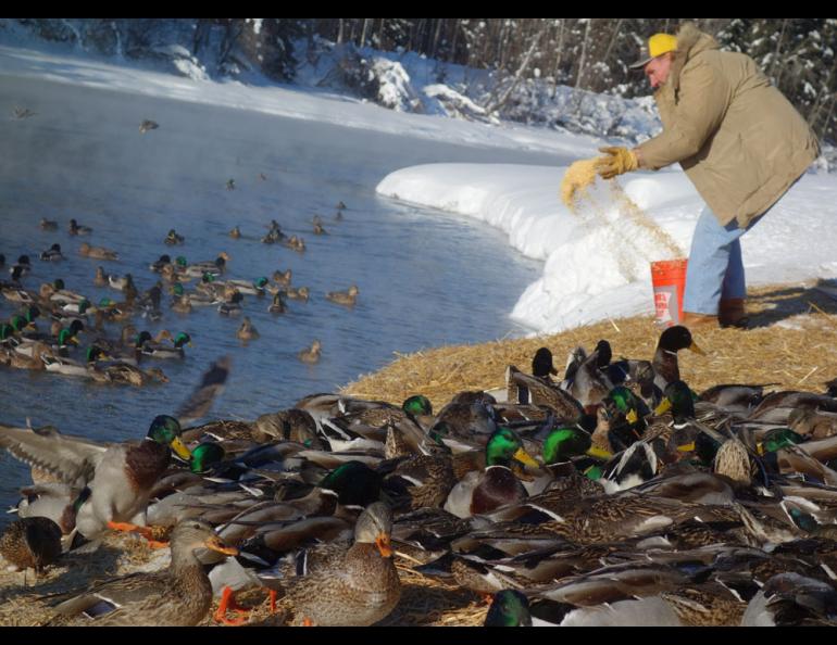Marv Hassebroek of Fairbanks feeds overwintering ducks a mixture of cracked corn, wheat and vitamin-and-mineral pellets.