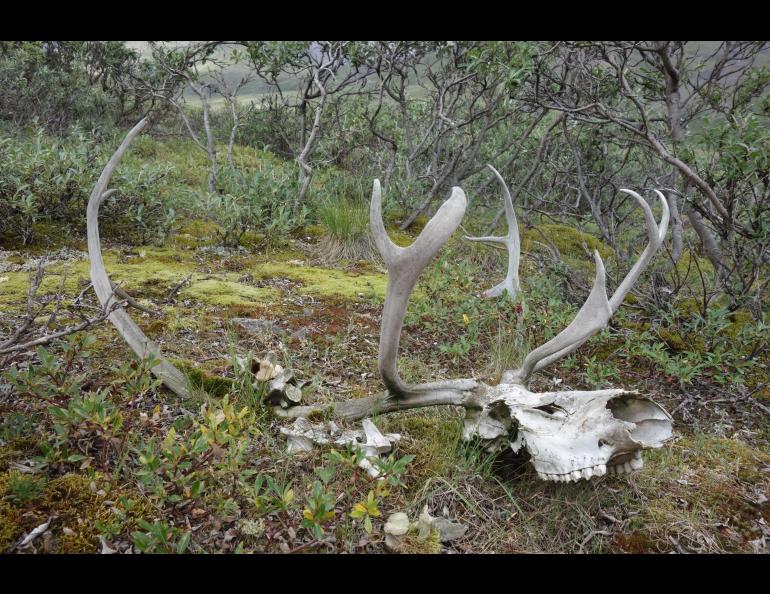 The remains of a caribou not far from the Dalton Highway north of Atigun Pass. Photo by Ned Rozell.