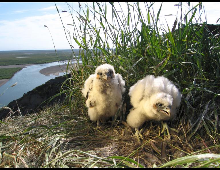 Peregrine falcon chicks on a cliff overlooking the Colville River in northern Alaska. Photo by Ted Swem.