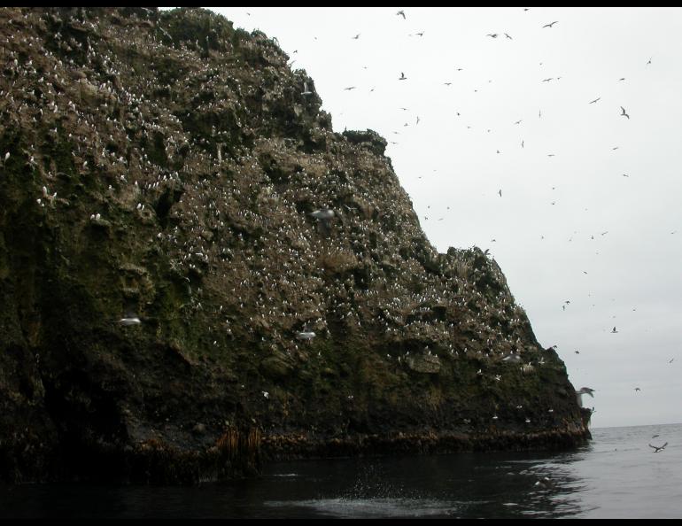 Buldir Island, with its tremendous population of seabirds, is just north of the Aleutian Trench, home to giant earthquakes. Photo by Ned Rozell.