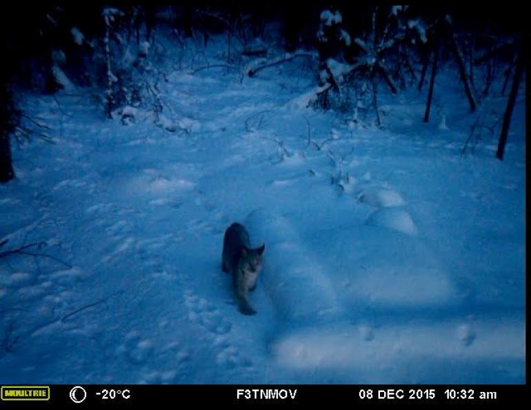 A lynx walks near a buried seismometer in a frame from a game-camera video. Seismologist Carl Tape installed the camera to confirm that bears were digging up his equipment. Courtesy of Carl Tape.