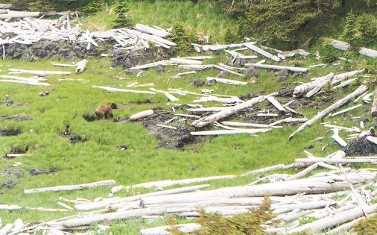 A grizzly is seen from a helicopter bringing scientists to a predetermined study area on Kruzof Island in Southeast Alaska on Sunday. Photo by Taryn Lopez.