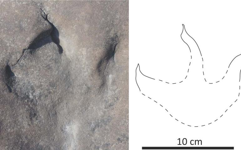 A theropod track lies in rock near the west bank of the Kukpowruk River. Photo courtesy of Anthony Fiorillo
