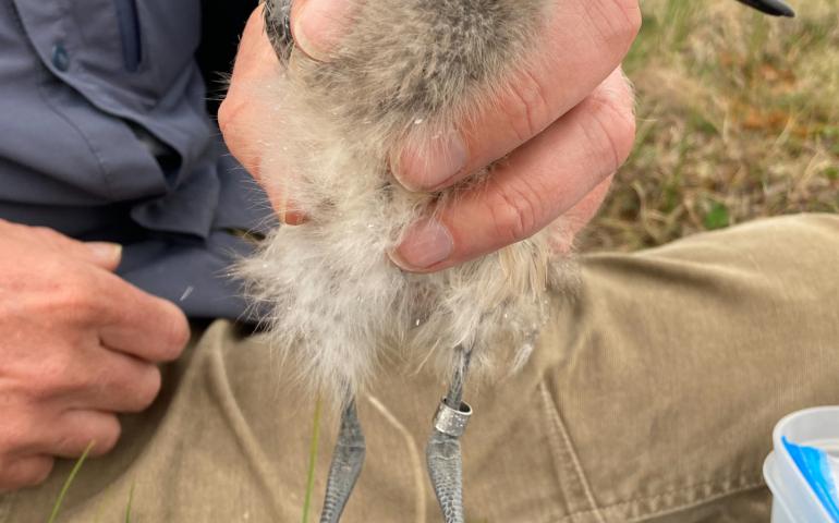 Scientist Jesse Conklin holds a bar-tailed godwit chick not far from Nome. This was about a month before the bird embarked on an 8,425-mile nonstop flight to Tasmania that took 11 days without rest. Photo by Dan Ruthrauff.