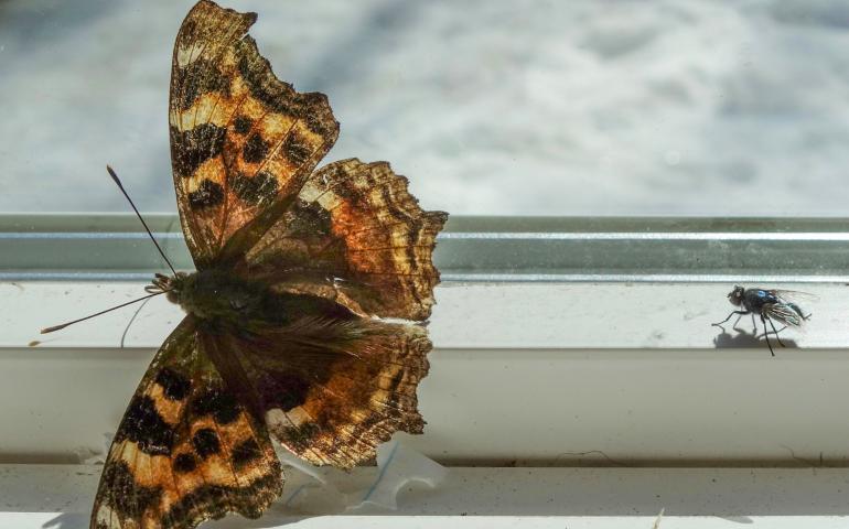 A Compton tortoiseshell butterfly emerges from winter hibernation with a suddenness that often surprises people who thought the insect was dead. Photo by Ned Rozell.