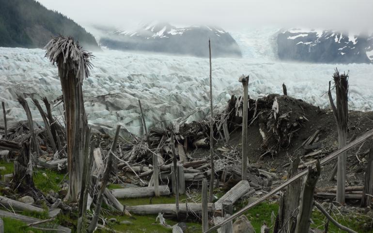 Tree trunks that La Perouse Glacier in Glacier Bay National Park and Preserve ran over at the time of the Civil War. Photo by Ned Rozell.
