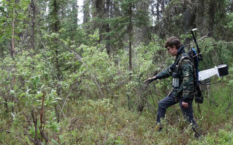 Nicholas Hasson, a graduate student who studies permafrost at the University of Alaska Fairbanks, walks through the boreal forest in Fairbanks with an instrument that helps him map permafrost features beneath the ground surface. Photo by Ned Rozell.