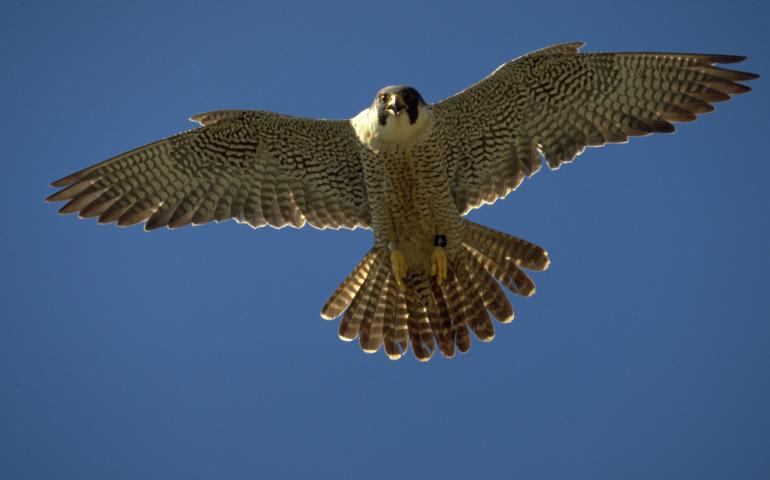 An adult peregrine falcon in flight over Alaska. Photo by Ted Swem.