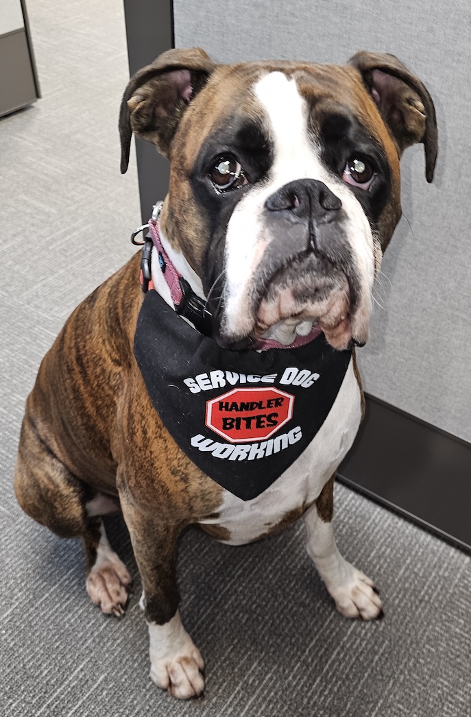 Service dog seated in office space.