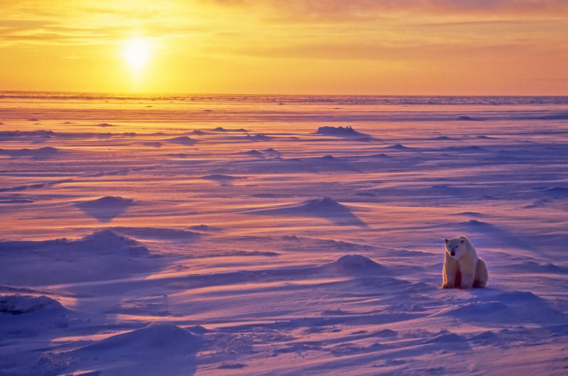 Polar bear with a rising or setting sun