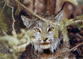 do lynx travel in groups