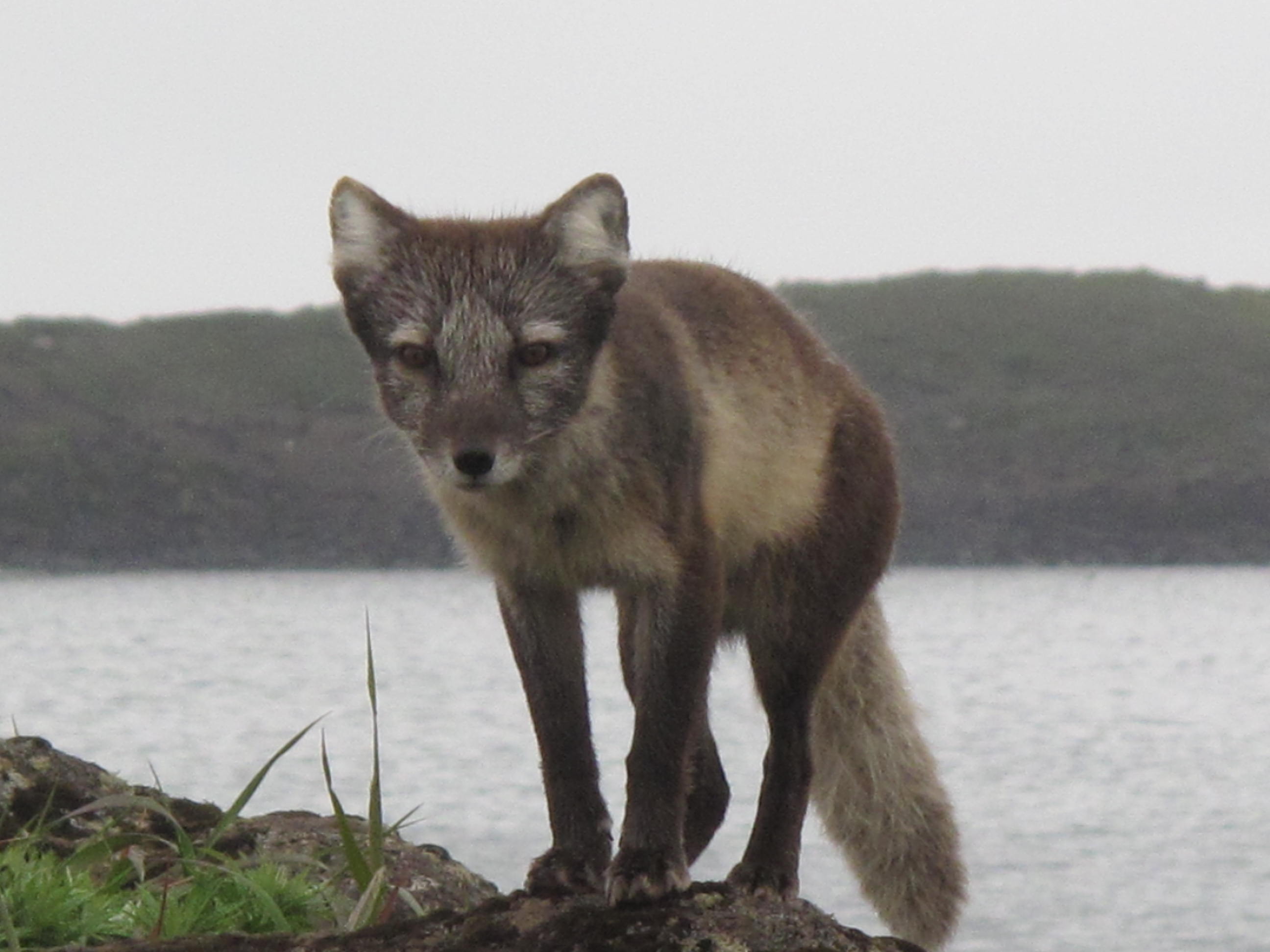 Rabies endures with help of the arctic fox | Geophysical Institute