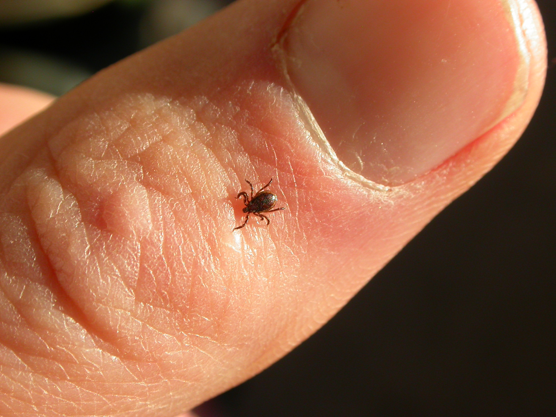 Exotic Ticks Found On Alaska Dogs Alaskans Geophysical Institute