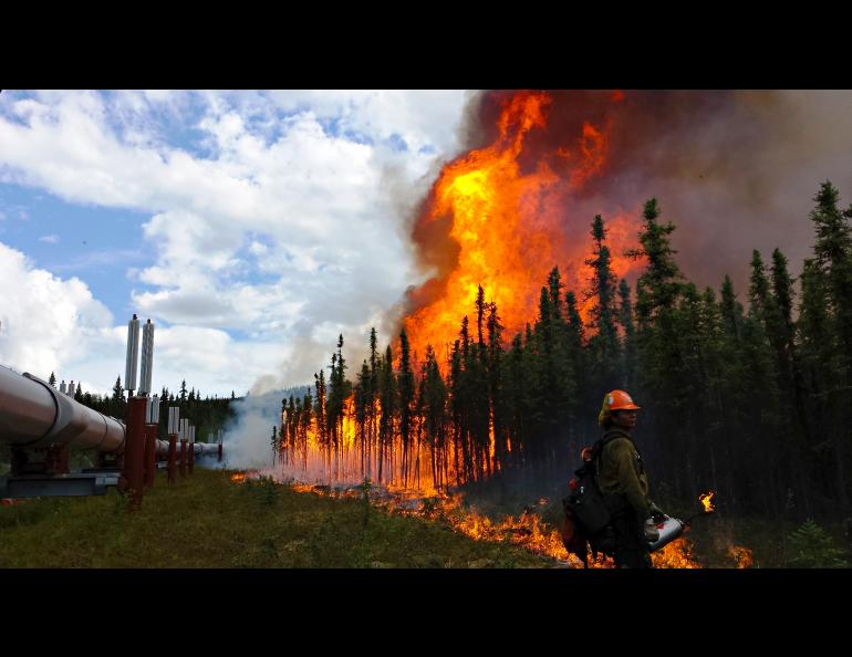 Firefighters conduct a burnout operation along the trans-Alaska oil pipeline at the Aggie Creek Fire northwest of Fairbanks in 2015. Photo by Phillip Spor