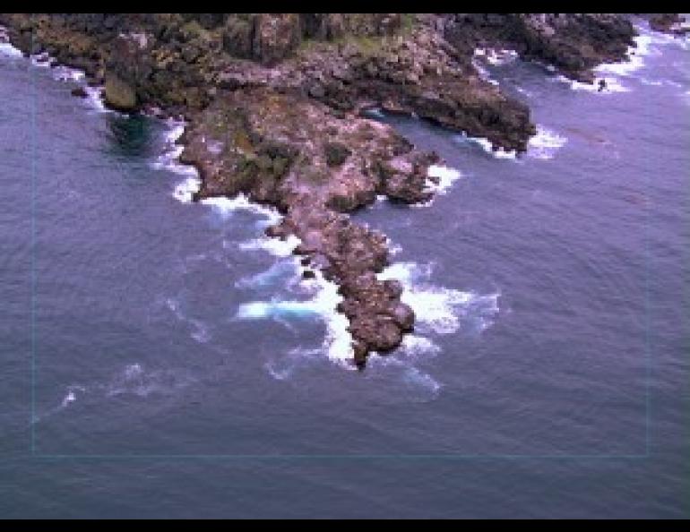 A photo from an unmanned aircraft shows sea lions from 600 feet above. Photo courtesy of Greg Walker.