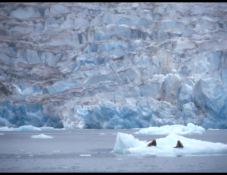 An ocean view of McBride Glacier in Glacier Bay National Park and Preserve, Alaska. Photo by Joanna Young. 