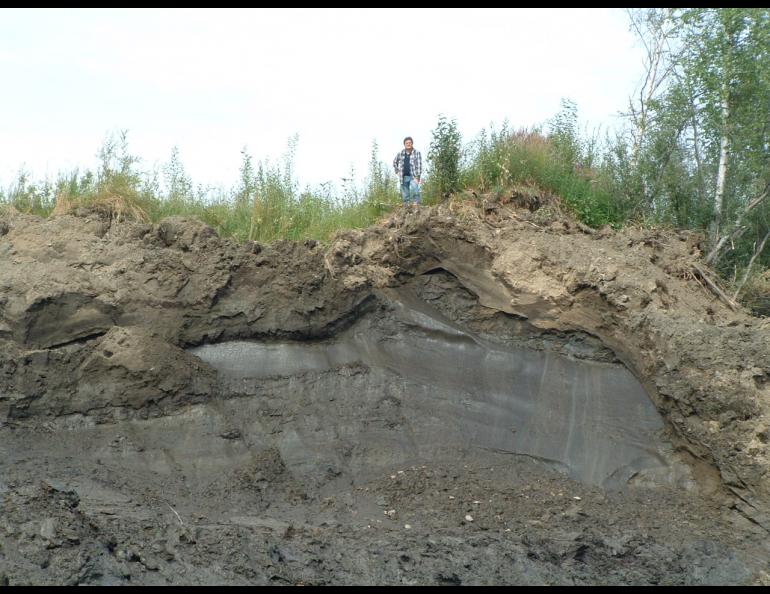 An ice-rich section of permafrost in Fairbanks, Alaska. Near-surface permafrost zones like these are at more risk of thaw. Photo by Igor Semiletov.