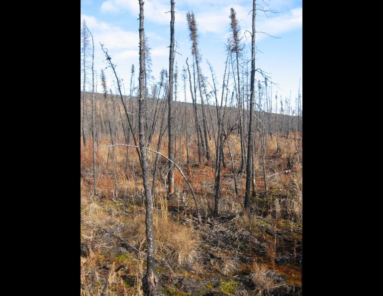At Nome Creek, Alaska ground temperatures rose immediately after a 2003 wildfire. New research from Sergey Marchenko shows wildfires, which affect terrestrial carbon storage, result in significant changes in permafrost zones. Photo by Sergey Marchenko.