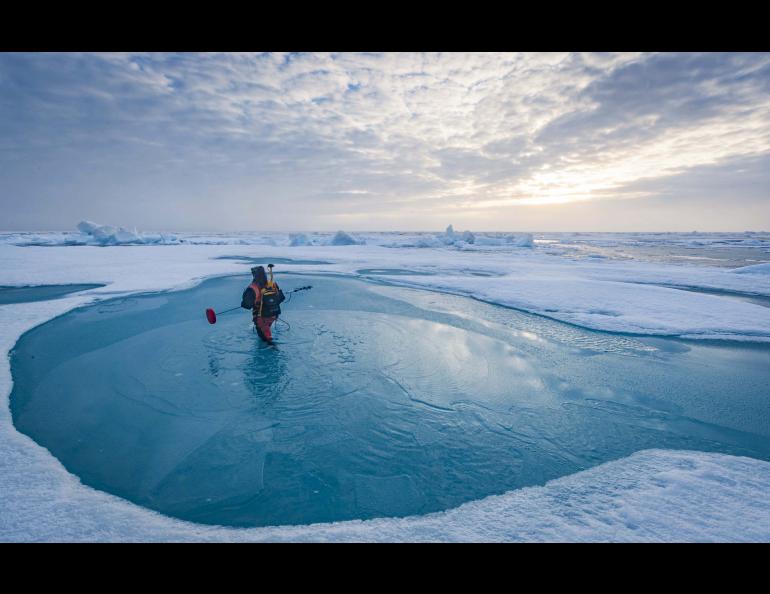 Melinda Webster carries a magnaprobe to measure the depth of melt ponds. Photo by Lianna Nixon