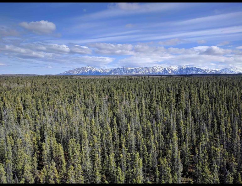 Air quality monitoring instruments will be placed at an existing research site located in this boreal forest just south of Fort Greely off the Richardson Highway. Photo by Jingqiu Mao