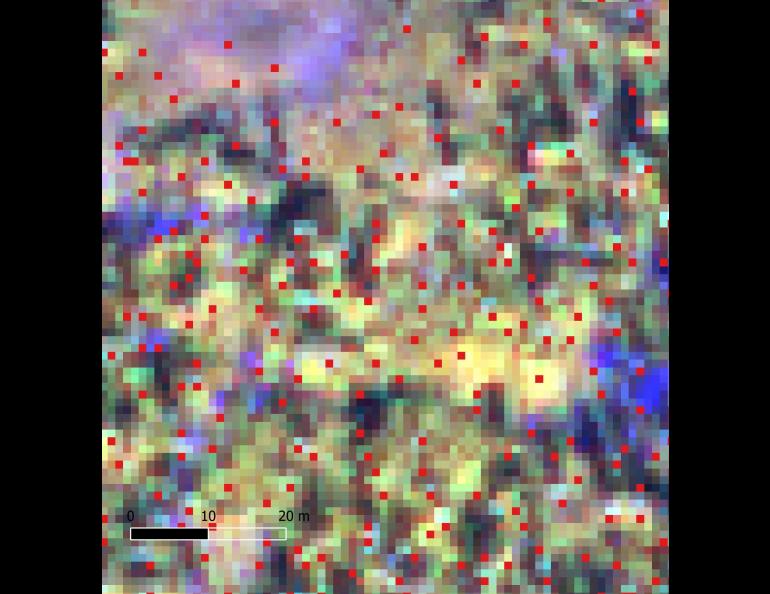  This processed image from a hyperspectral camera shows automatically identified tree crown locations in a stand of mixed boreal forest in Interior Alaska. Image courtesy Chris Waigl.