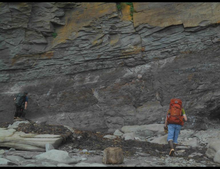 Thick fossil soil in the Chignik Formation at Aniakchak Bay, southwest Alaska, is preserved beneath sandstone of a meandering river channel in this July 2021 photograph. Tree trunks that have turned to coal are visible at the top of the fossil soil in a few places. Photo by Paul McCarthy
