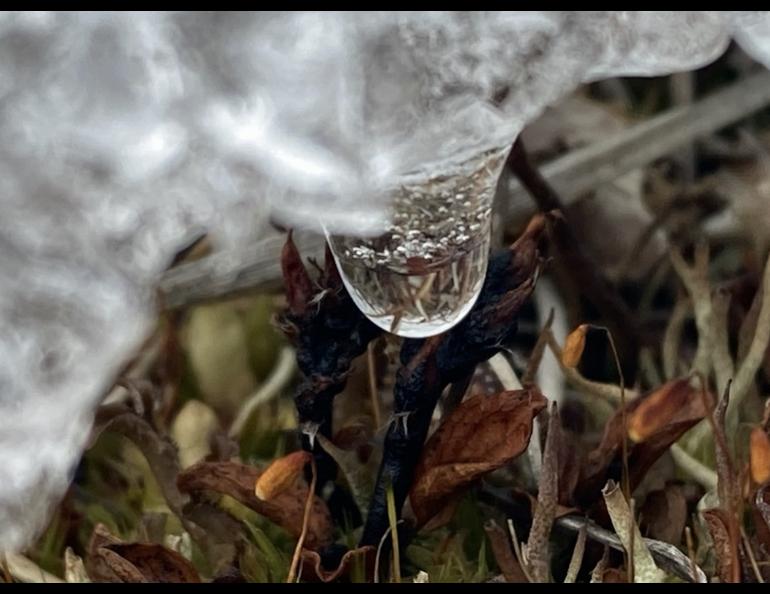 June 9, the first day the team saw snowmelt this year. Photo by Anika Pinzner