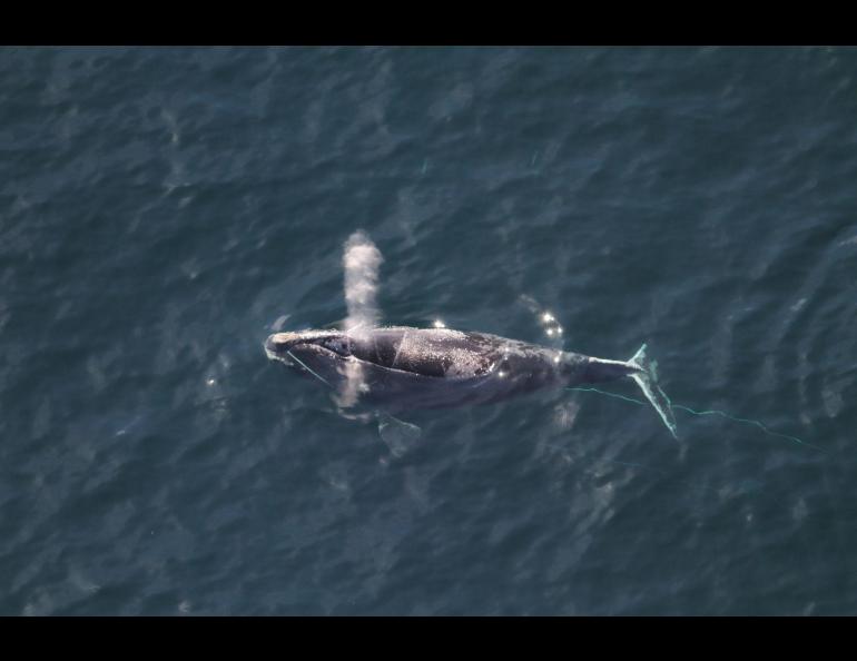 A NOAA research survey sighted North Atlantic right whale No. 3823, known as Sundog, off the coast of Quebec, Canada on May 19, 2022, with a mouth entanglement. Photo by NOAA Fisheries/Mylene Dufour