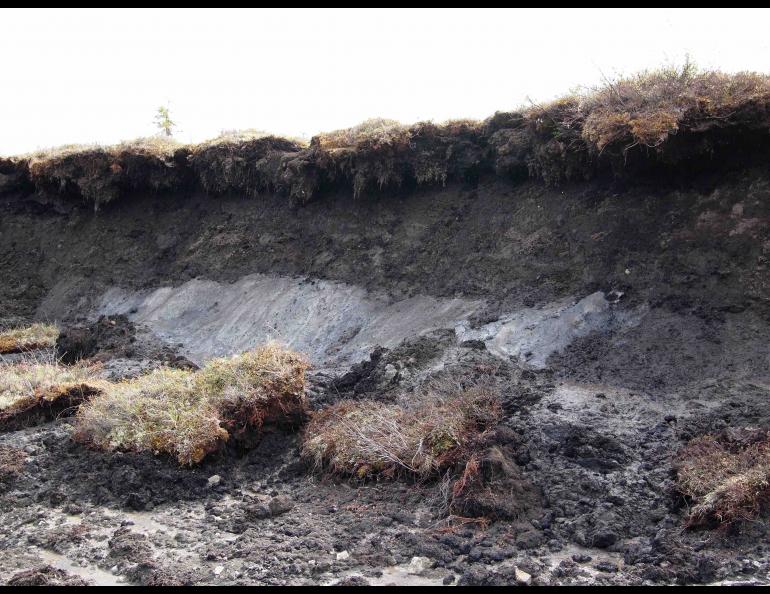  The headwall of a small thaw Canadian slump exposes only a little ice (light gray). The following year, no more ice was exposed. The slump was getting less and less active. Photo by Simon Zwieback