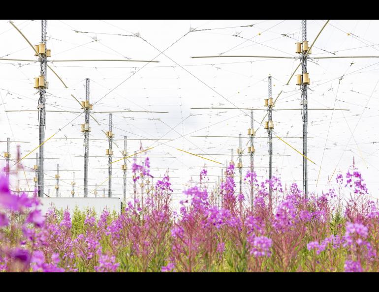 Fireweed grows near the High-frequency Active Auroral Research Program's phased array. UAF/GI photo by JR Ancheta