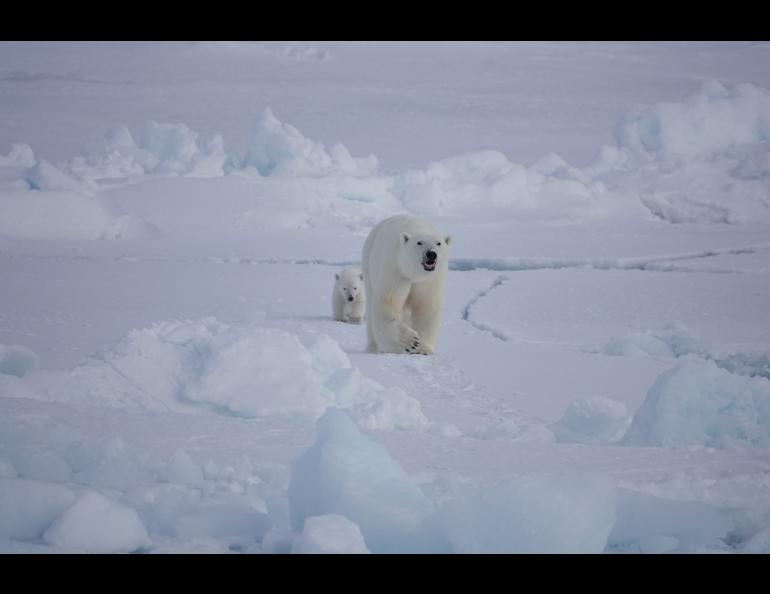 Thick snow protects Arctic sea ice below. Photo by Melinda Webster