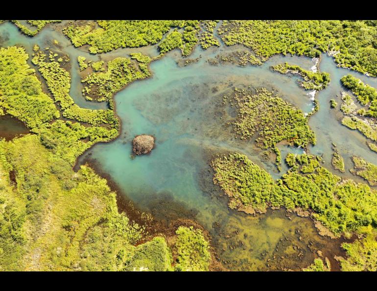 A 100-meter beaver dam, left, creates a large beaver pond on the Seward Peninsula in western Alaska. A beaver lodge is visible in the pond in this August 2021 photograph. Photo by Ken Tape.