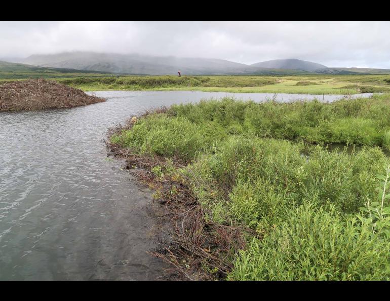 A beaver dam and pond are shown on the Seward Peninsula in western Alaska in August 2021. Photo by Ken Tape.