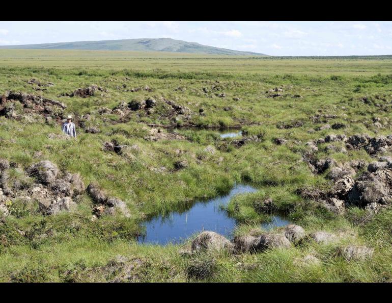 Thermokarst terrain has been formed by beaver hydrologic engineering and permafrost thaw on Alaska’s Seward Peninsula in August 2021. Photo by Ken Tape.