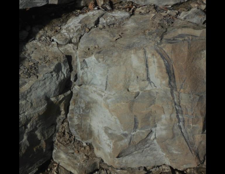  Large carbonaceous root traces lace splay sandstone in the Nanushuk Formation in northwest Alaska. Photo courtesy of Paul McCarthy