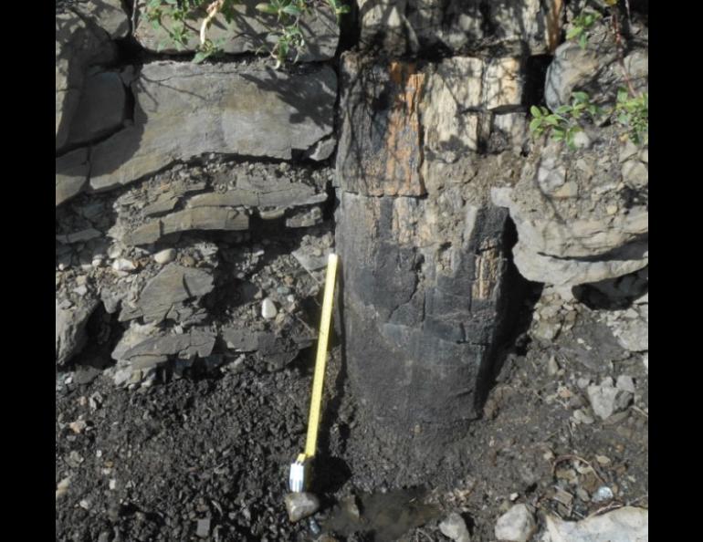 A fossilized standing tree trunk approximately 2 feet in diameter is rooted in floodplain mudstone and sandstone in the Nanushuk Formation in northwest Alaska. Photo courtesy of Paul McCarthy