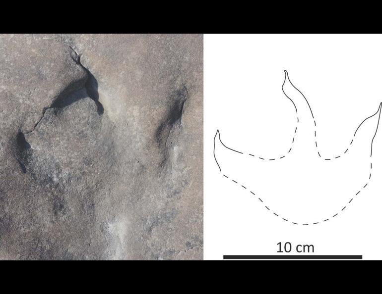 A theropod track lies in rock near the west bank of the Kukpowruk River. Photo courtesy of Anthony Fiorillo