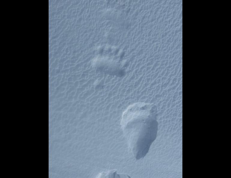 Polar bear print seen on the return trip to Utqiagvik from the Beaufort Sea coast. A polar bear guard accompanied the scientists during their work. Photo by Rod Boyce