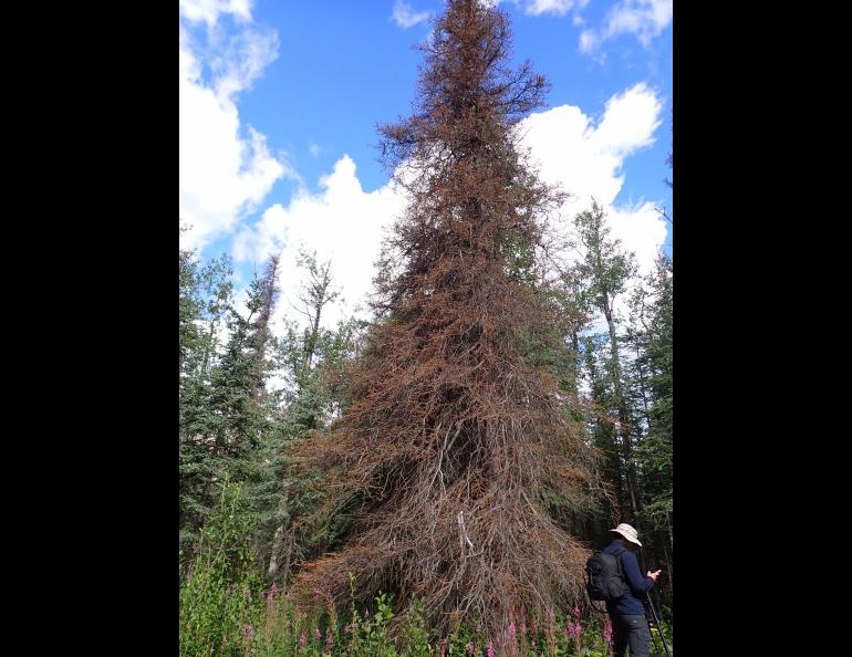 Yuan Tian, a co-author on the beetle research paper, stands next to a dead spruce tree near Cantwell, Alaska. Photo by Simon Zwieback