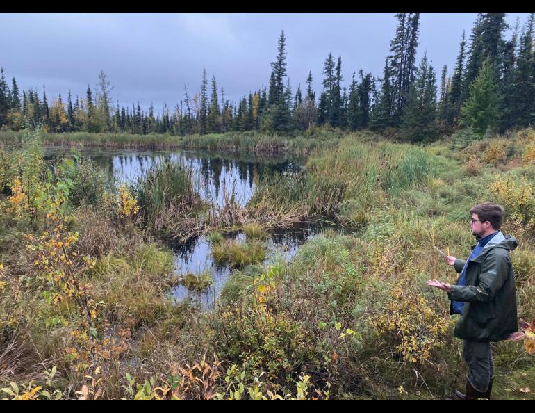 Thaw-driven subsidence can lead to thermokarst and formation of thermokarst ponds and thaw ponds. UAF Ph.D. student Nick Hasson looks at a thaw pond just north of the University of Alaska Fairbanks main campus. It is forming in an area underlain by massive ice wedges. Photo by Louise Farquharson